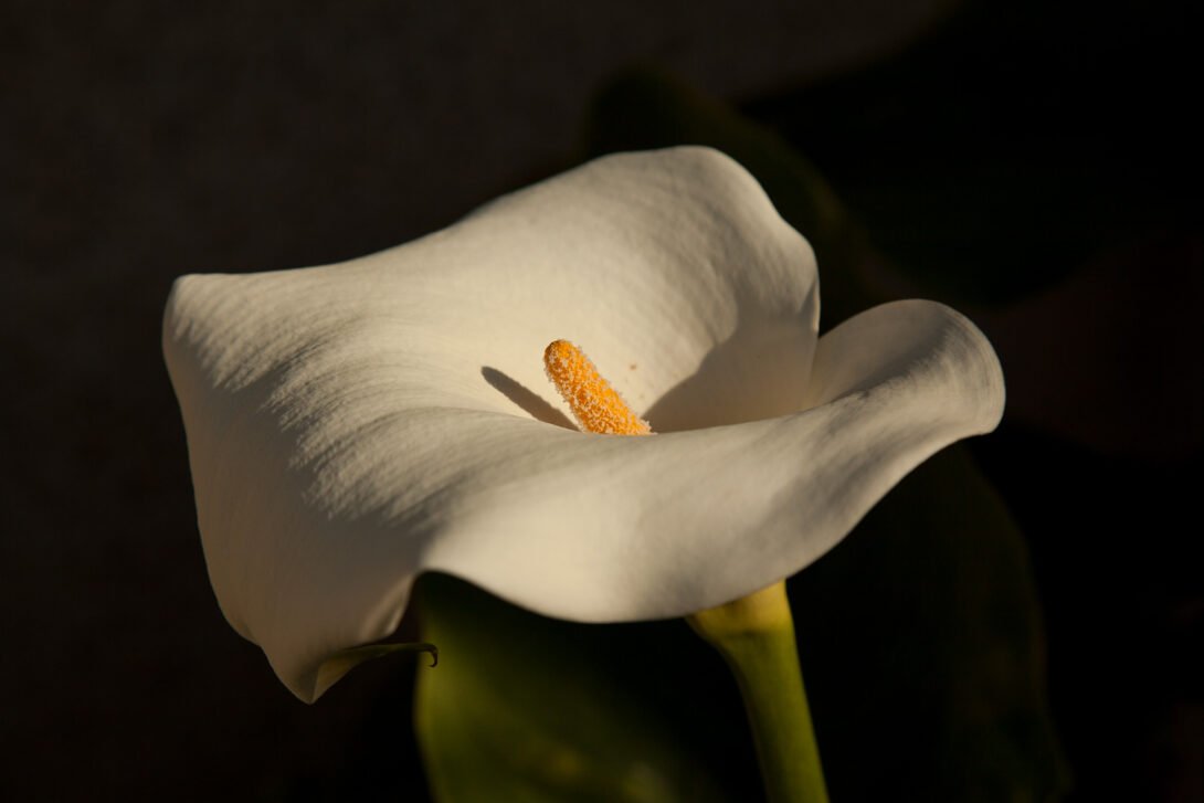 A close up shot of one white lilly with dark backdrop